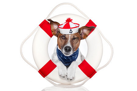 救生狗 危险 幽默 生活 巡航 生存 全体人员 犬类 船 救援图片