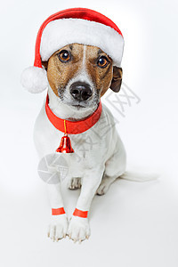 圣诞狗桑塔 小猎犬 礼物 钟 圣诞节 甜的 宠物 快乐 假期图片