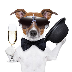 欢呼狗 派对 鸡尾酒 庆祝 假期 奢华 动物 甜的 杰克罗素图片