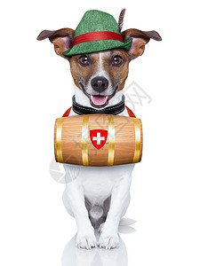 救援犬 冰 冬天 杰克罗素 瑞士人 帮助 援助 奥地利 假期图片