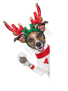 驯鹿 十二月 鹿角 杰克罗素 幽默 庆典 犬类 帽子 小狗 罗素图片