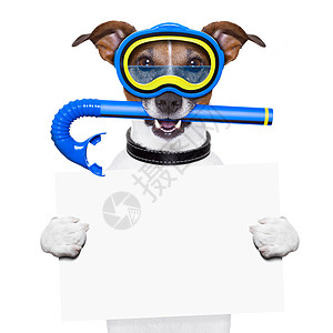 潜水犬 狗 健康 风镜 幽默 海滩 杰克罗素 运动 水下图片