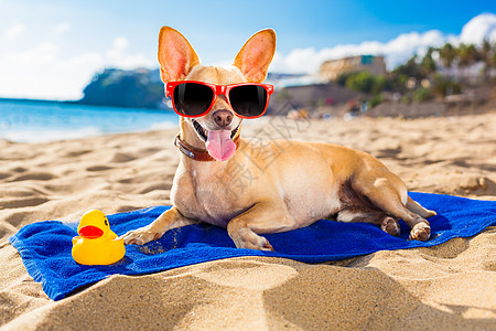 吉娃娃华夏狗 假期 海浪 乐趣 小猎犬 海 水 海滩图片