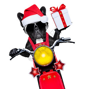 圣诞狗 冬天 小猎犬 宠物 轻便摩托车 假期 哈巴狗 旅行 帽子图片