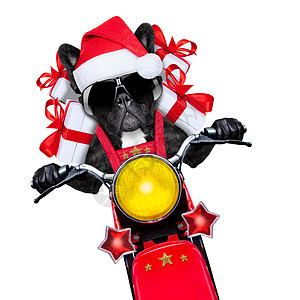 圣诞狗 岩石 假期 自行车 小猎犬 展示 哈巴狗 宠物 复古的 速度图片