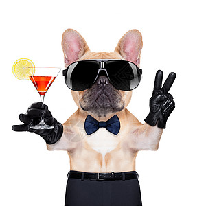 酷酷派对狗 甜的 玻璃 领带 杰克罗素 喝 酒吧 恭喜图片