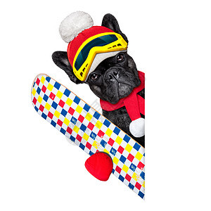 慢狗滑雪冬季 蒂罗尔 圣诞节 运动 宠物 小猎犬 冬天图片