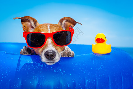 暑暑假狗 旅行 宠物 热带 休息 浮环 海滩 晒黑 游泳图片