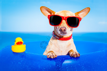 暑暑假狗 动物 太阳镜 闲暇 幽默 享受 小猎犬 晒黑图片