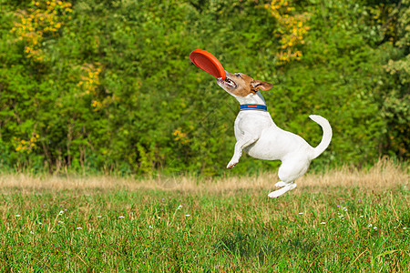 养狗和玩狗的 快速地 球 动物 合身 小猎犬 火车图片