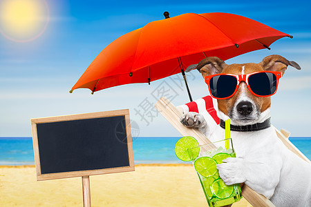 夏日椰尾狗 庆祝 太阳 闲暇 游客 放松 黑板图片