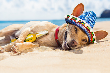 海滩上的醉狗图片