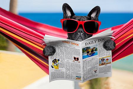 吊床上的狗 枕头 热的 海 游客 日光浴 放松 眼镜图片