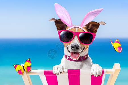 东渡渡假狗 春天 粘贴 控制板 兔子耳朵 横幅 椅子图片