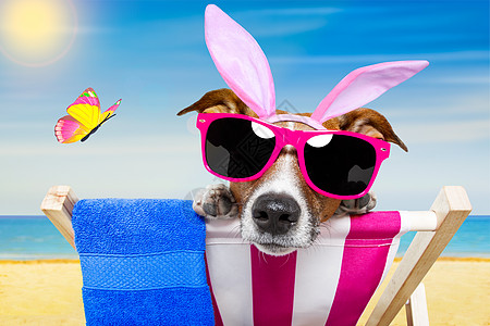 东渡渡假狗 有趣的 粘贴 幽默 春天 纸板 推介会 乐趣 夏天图片