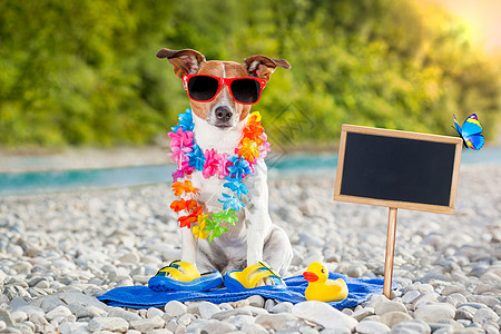 暑假狗 杰克罗素 伞 海滩 橡皮 游客 卡片 幽默 热带图片