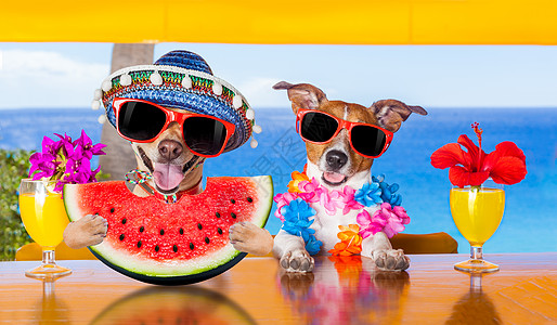 狗在沙滩和西瓜 干杯 庆典 豪饮 生日 假期 茶点 幽默图片