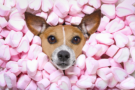 爱狗情人节 生日 浪漫的 放松 棉花糖 快乐的 摄影 丘比特 有趣的图片