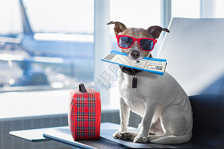 度假时在机场车站的狗 报到 有趣的 手提箱 航班 动物图片