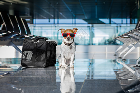 度假时在机场车站的狗 动物 旅行 幽默 包 小猎犬图片