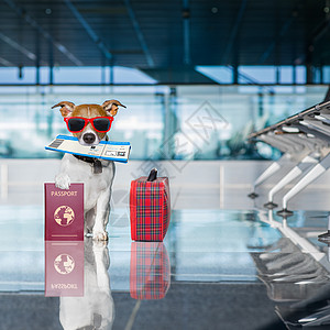 度假时在机场车站的狗 夏天 手提箱 动物 包 宠物图片
