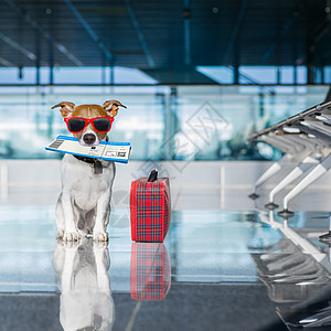 度假时在机场车站的狗 乘客 宠物 运输 夏天 商业图片