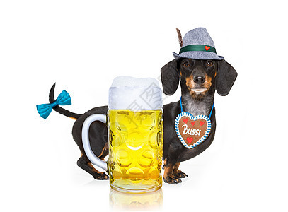 巴伐利亚啤酒做 宠物 小狗 传统 巴伐利亚语 玻璃 酒吧图片