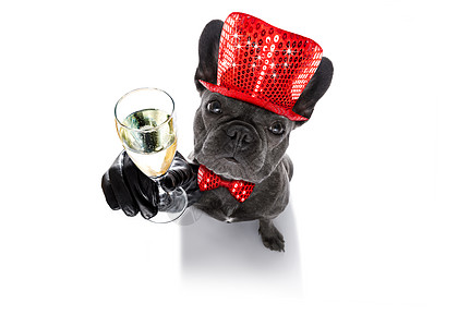 快乐的新年狗圈 有趣的 斗牛犬 夫妻 葡萄酒 派对 夜生活 鸡尾酒图片