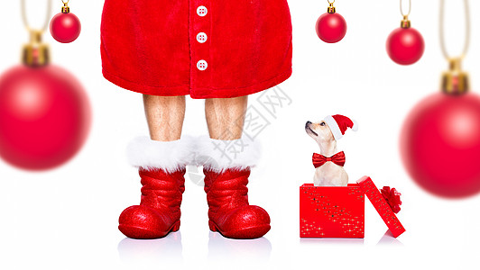 圣诞圣圣卡萨斯狗 宠物 朋友 展示 十二月 靴子图片
