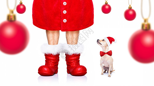 圣诞圣圣卡萨斯狗 朋友 喜悦 前夕 假期 传统 小狗图片