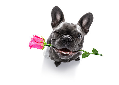 狗用玫瑰寻找情人节的花朵 心 友谊 展示 小狗图片