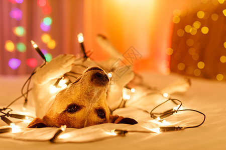 带童话灯的圣诞狗 床 帽子 舒适 食物 树图片