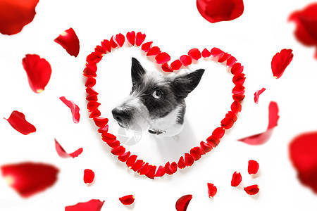快乐的情人狗 贵宾犬 周年纪念日 心 小狗 友谊 空气 可爱的图片