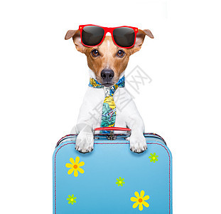 节假日狗 旅游 太阳镜 宠物 喜悦 眼镜 载体 热带背景图片