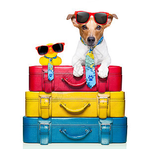 度假狗 塑料 包装 罗素 航班 小猎犬 太阳镜 喜悦 宠物 载体图片
