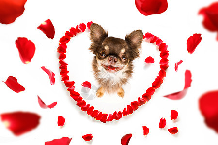 快乐的情人狗 卡片 有趣的 嘴 花 宠物图片