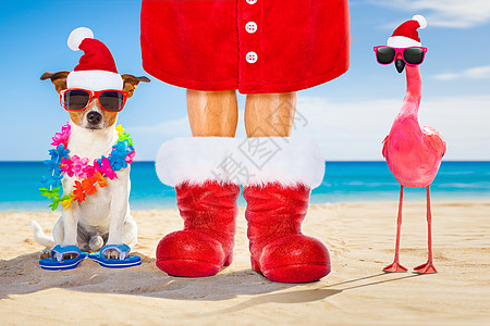 和狗的主人 在海滩上圣诞节圣圣克拉斯 太阳图片