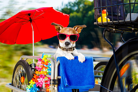 暑假时在一辆自行车拖车上的狗 出去 篮子图片