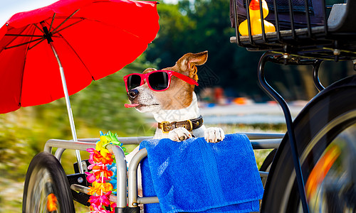 暑假时在一辆自行车拖车上的狗 车辆 日光浴 篮子图片