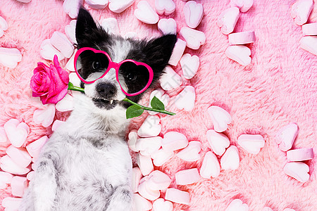 狗爱玫瑰情人节 放松 宠物 甜的 二月 春天 丘比特 摄影师图片