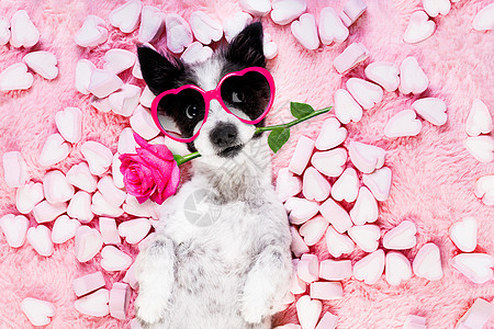 狗爱玫瑰情人节 有趣的 浪漫 好吃 约会 杰克罗素 摄影图片