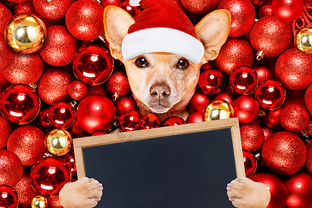 圣圣克萨斯圣诞狗和Xmas球 横幅 冬天 吉娃娃图片
