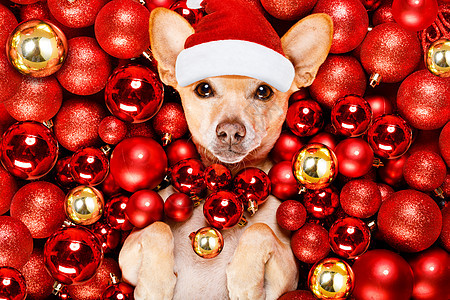 圣圣克萨斯圣诞狗和Xmas球 吉娃娃 有趣的 十二月图片