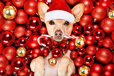 圣圣克萨斯圣诞狗和Xmas球 季节 快乐的 装饰品图片