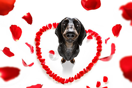 情人狗相爱 花束 友谊 腊肠犬 婚礼 小狗 丘比特 花的 玫瑰图片