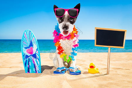 冲浪狗海滩 木板 海洋 假期 小狗 标语牌 太阳镜 加州 宠物图片