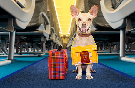 在飞机机舱里当宠物的狗 登机卡 假期 乘客 运输 飞机场图片