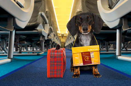 在飞机机舱里当宠物的狗 登机卡 飞机场 情感支持动物 动物 手提箱图片