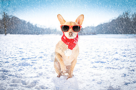 雪中冰冻的冰冷冰雪狗 霜 季节 冰冷的 幽默 冻结图片