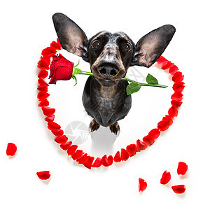 情人节的结婚狗相爱 心 腊肠犬 花束 天 假期 开花图片